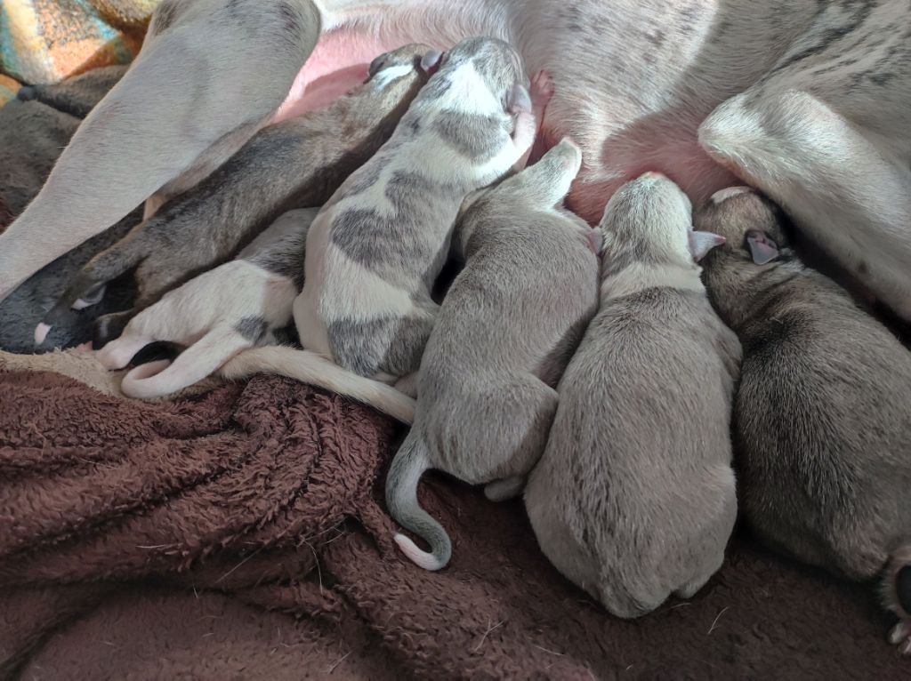 chiot Whippet De Boissegur