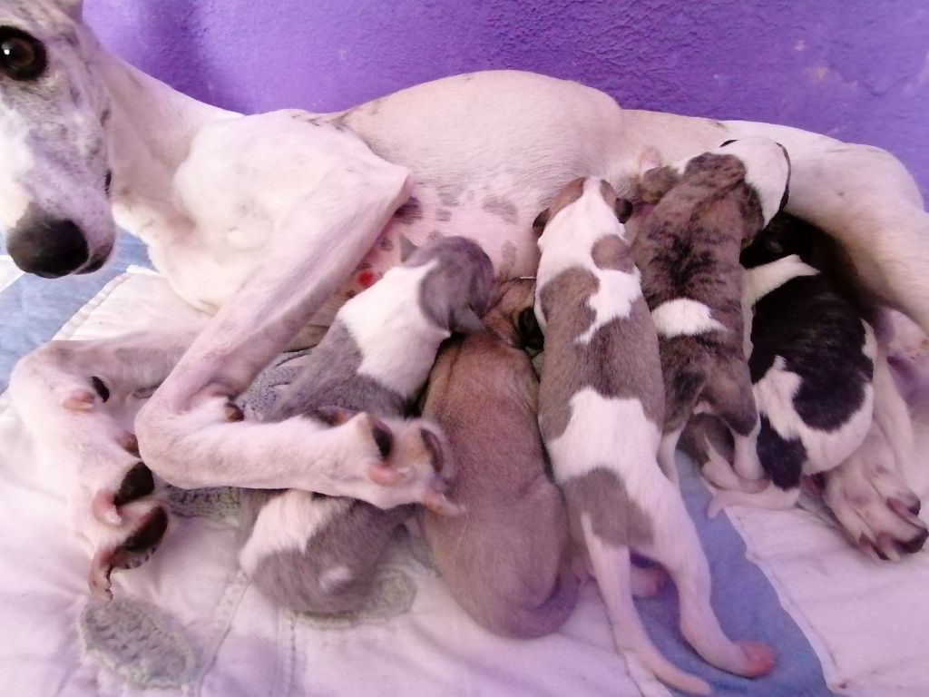 Chiot Whippet De Boissegur