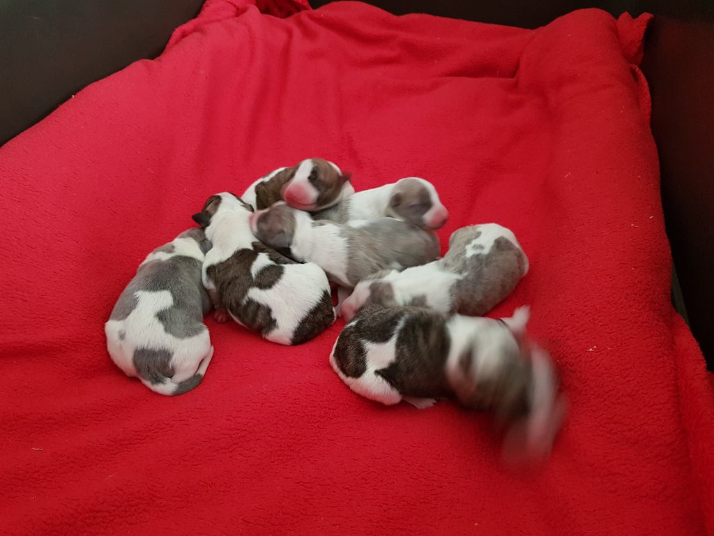 De Boissegur - Whippet - Portée née le 11/05/2019